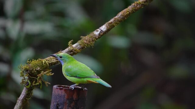 Blue-winged Leafbird ( Chloropsis cochinchinensis) female  bird on a branch