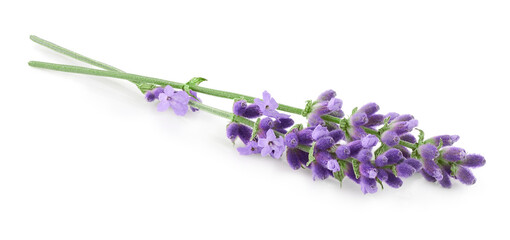 Lavender flowers isolated on white background