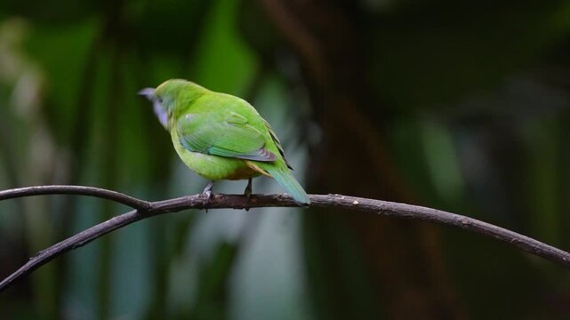Blue-winged Leafbird ( Chloropsis cochinchinensis) female  bird on a branch