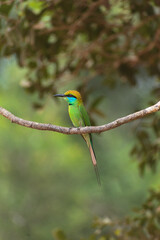 bee-eater on branch