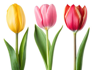 A trio of tulips in vibrant colors yellow pink and red standing against a black background isolated