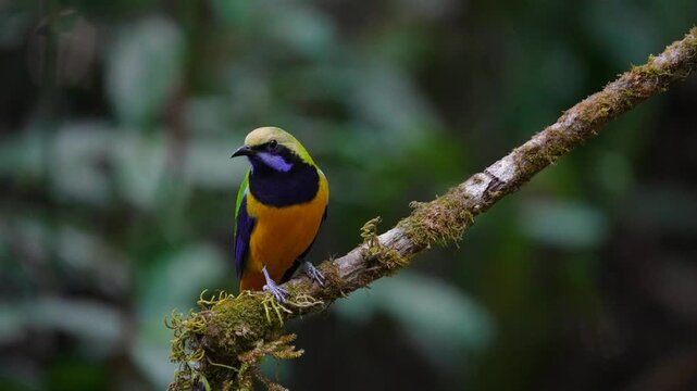 Blue-winged Leafbird ( Chloropsis cochinchinensis) male  bird on a branch