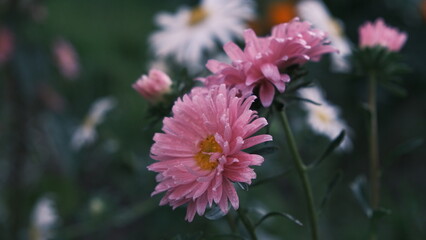 Fototapeta premium pink and white flower