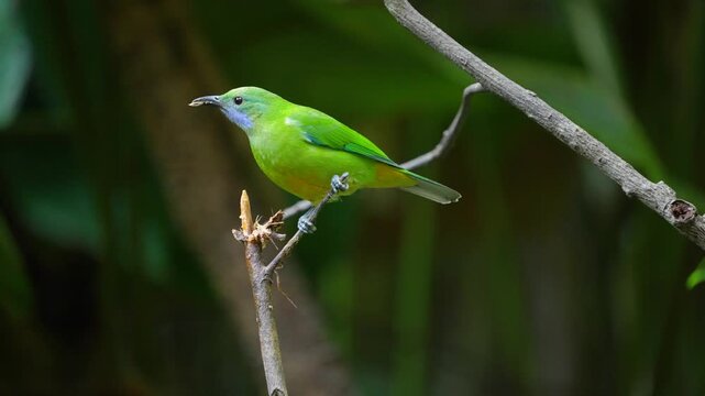 Blue-winged Leafbird ( Chloropsis cochinchinensis) female  bird on a branch