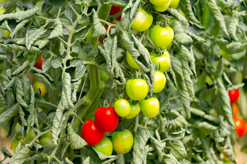 Close-up of tomato fruits at greenhouse of organic farm at Swiss city of Zürich on a summer day. Photo taken July 20th, 2025, Zurich, Switzerland.