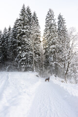 Obraz premium A German Shepherd in winter in a forest with lots of snow.