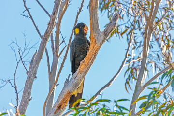 Photograph of a Yellow Tailed Black Cockatoo sitting in a tree and eating bark off the branches in the Blue Mountains in NSW, Australia.