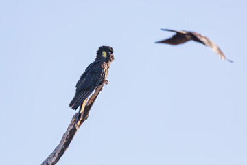 Photograph of a Yellow Tailed Black Cockatoo sitting on a tree branch and preening their feathers in the Blue Mountains in NSW, Australia.