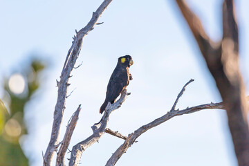 Fototapeta premium Photograph of a Yellow Tailed Black Cockatoo sitting on a tree branch and preening their feathers in the Blue Mountains in NSW, Australia.