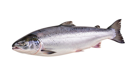 Naklejka premium Fresh Whole Atlantic Salmon Isolated on White Background, Hyper-Realistic Studio Photo