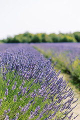 Obraz premium Lavendar Flower Field