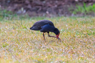 Photograph of a blue Australasian Swamphen bird looking for food while walking on green grass in the Blue Mountains in NSW, Australia.