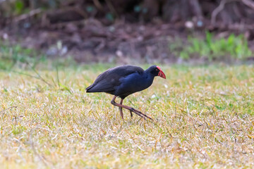 Photograph of a blue Australasian Swamphen bird looking for food while walking on green grass in the Blue Mountains in NSW, Australia.