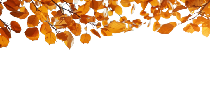 PNG Autumn nature scene leaves leaf sky.