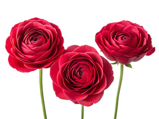 Naklejka premium Three red ranunculus flowers isolated on a black background with green stems in a studio shot