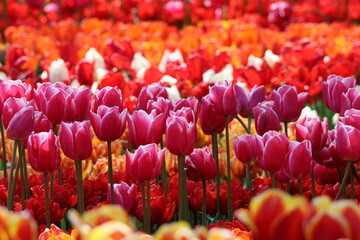 tulips 3