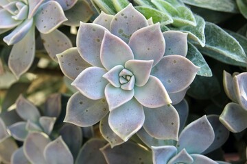 Purple and Green Echeveria Succulent Bloom. Selective focus