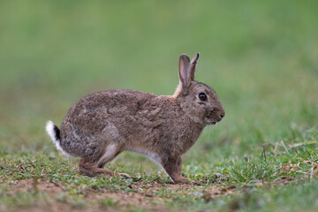 Common European Rabbit (Oryctolagus cuniculus) in a grass meadow