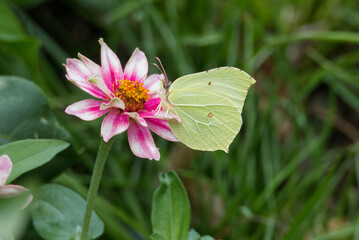 Common brimstone butterfly (Gonepteryx rhamni) sitting on pink flower in Zurich, Switzerland