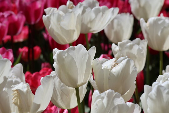 White tulips 