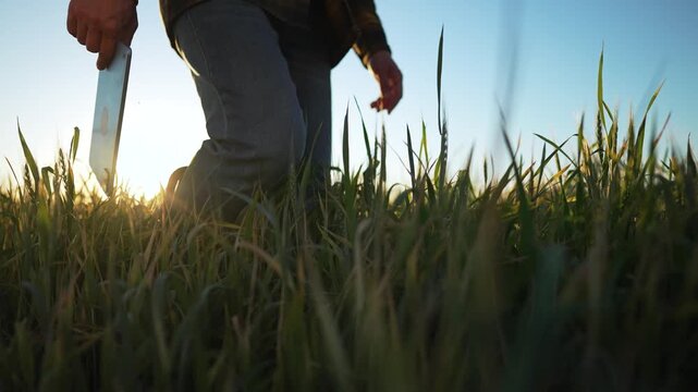 Farmer with tablet. Farm worker analyzing data. farming technology. Field inspection by farmer. farm practices. Digital tools for farm worker. Farmer on farm improving yield. Worker field using tablet