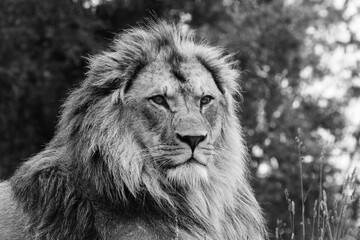 Lion in Black and White