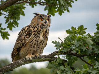Obraz premium A majestic great horned owl, a wise nocturnal bird of prey, perched on a branch