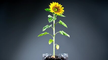 Time Lapse of a Sunflower Growing with Background Color Variation and natural development, Growth - Powered by Adobe