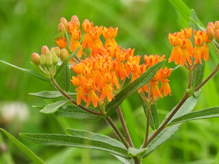 Butterfly weed, asclepias tuberosa, bloomed within the wetlands of the Bombay Hook National Wildlife Refuge, Kent County, Delaware.