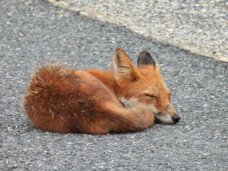 A young, sleepy, red fox, napping within the Bombay Hook National Wildlife Refuge, Kent County, Delaware