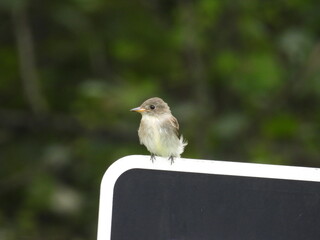 Willow flycatcher living within the wetlands of the Bombay Hook National Wildlife Refuge, Kent County, Delaware.