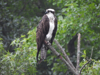 A bird of prey, Osprey perched on a branch, within the woodland forest of the Bombay Hook National Wildlife Refuge, Kent County, Delaware.