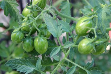 Unripe green tomatoes growing on the vine. Selective focus