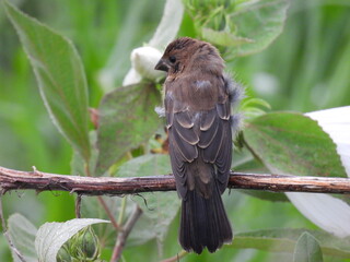 A juvenile, blue grosbeak, enjoying life, within the wetlands of the Bombay Hook National Wildlife Refuge, Kent County, Delaware.