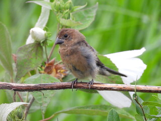 A juvenile, blue grosbeak, enjoying life, within the wetlands of the Bombay Hook National Wildlife Refuge, Kent County, Delaware.