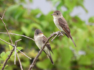 Fototapeta premium A pair of eastern wood-pewees, perched on a branch within the woodlands of the Bombay Hook National Wildlife Refuge, Kent County, Delaware.