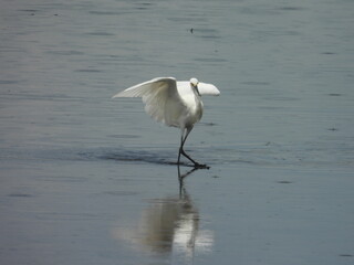 A snowy egret seeming dances across the water. Bombay Hook National Wildlife Refuge, Kent County, Delaware.