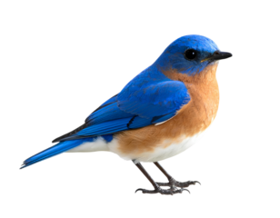 dainty bluebird png small songbird png azure bird png perched bird png transparent background.