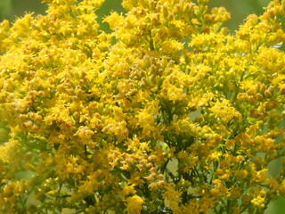 Seaside goldenrod bloomed within the wetlands of the Bombay Hook National Wildlife Refuge, Kent County, Delaware.