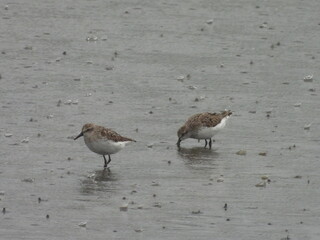A pair of semipalmated sandpipers, searching the wetland waters for aquatic invertebrates to eat, during a rainstorm. Bombay Hook National Wildlife Refuge, Kent County, Delaware. 