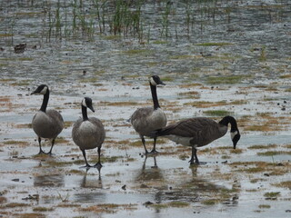 Canadian geese feeding on the wetland grasses, on a wet, rainy day, Bombay Hook National Wildlife Refuge, Kent County, Delaware.