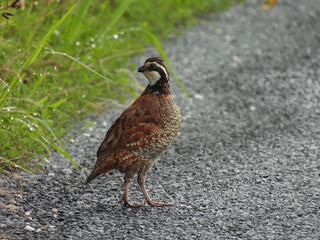 Northern bobwhite quail living within the Bombay Hook National Wildlife Refuge, Kent County, Delaware.