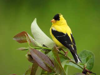 A male, American Goldfinch, perched on the wet wetland vegetation following a rainstorm. Bombay Hoook National Wildlife Refuge, Kent County, Delaware. 