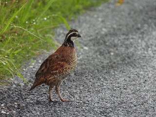 Northern bobwhite quail living within the Bombay Hook National Wildlife Refuge, Kent County, Delaware.