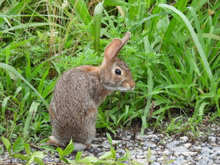 Eastern cottontail rabbit, living within the wetlands of the Bombay Hook National Wildlife Refuge, Kent County, Delaware.