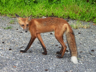 A wet, red fox, roaming the wetlands of the Bombay Hook National Wildlife Refuge, during a break in the rain, lingering remnants of Tropical Storm Debby. Kent County, Delaware.