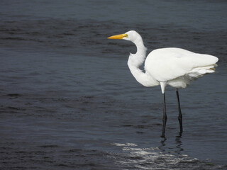 Great white egret, wading within the wetland water, in search of small fish to eat. Bombay Hook National Wildlife Refuge, Kent County, Delaware.