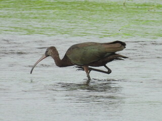 A glossy ibis wading within the wetland waters of the Bombay Hook National Wildlife Refuge, Kent County, Delaware.