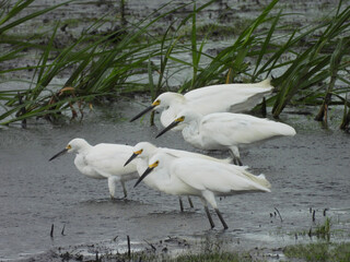 A group of snowy egrets hanging out together on a stormy, summer day. Bombay Hook National Wildlife Refuge, Kent County, Delaware.