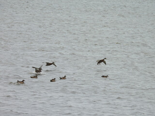 American black ducks, enjoying life within the wetland waters of the Bombay Hook National Wildlife Refuge, Kent County, Delaware.